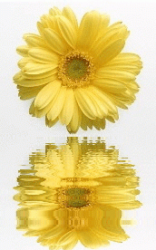 yellow gerbera