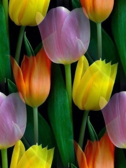 multicolored tulips