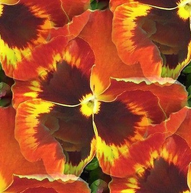 pansy