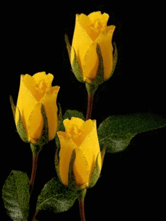 yellow tulips