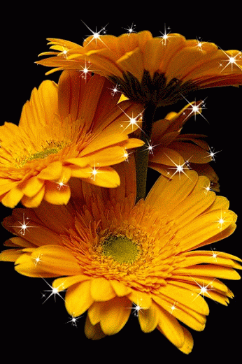 yellow gerbera