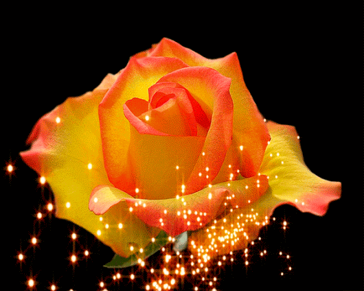 rosa