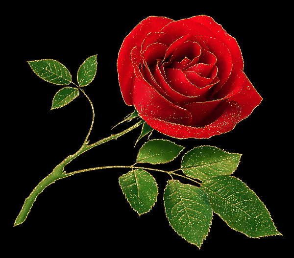 red rosa