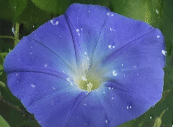 Morning glory