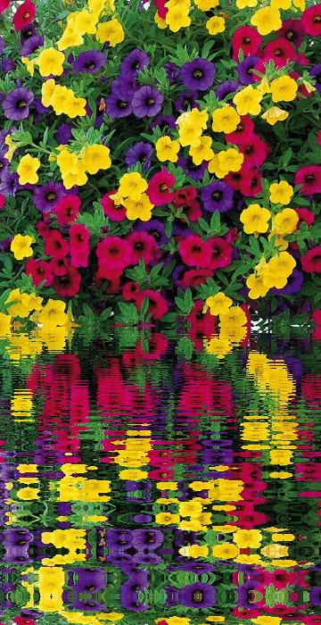 petunias