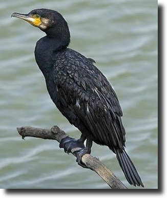 black cormoran