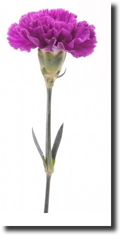 purple dianthus