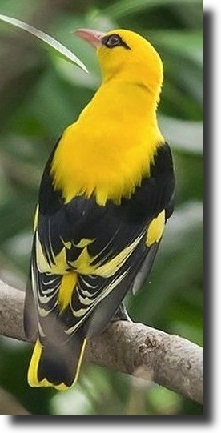 yellow thrush