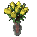 yellow rosas
