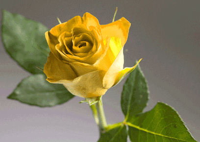yellow rosa