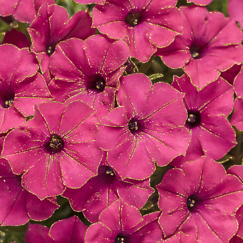 Red petunias