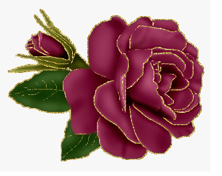 burgundy rosa