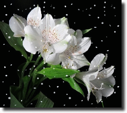 white alstroemerias
