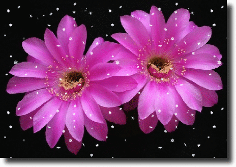 purple echinopsis