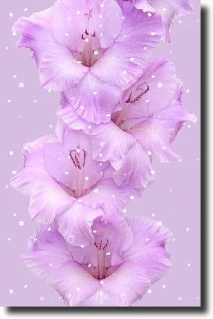 purple gladiola