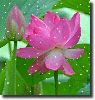 pink lotus flower