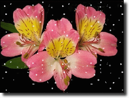 pink alstroemeria