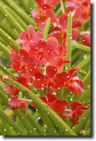 red orchid