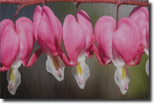Dicentra in the rain