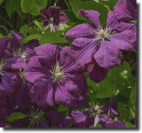 Purple clematis in the rain