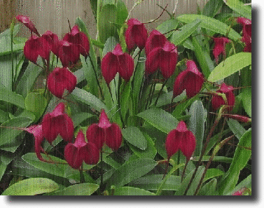 Red masdevallia in the rain