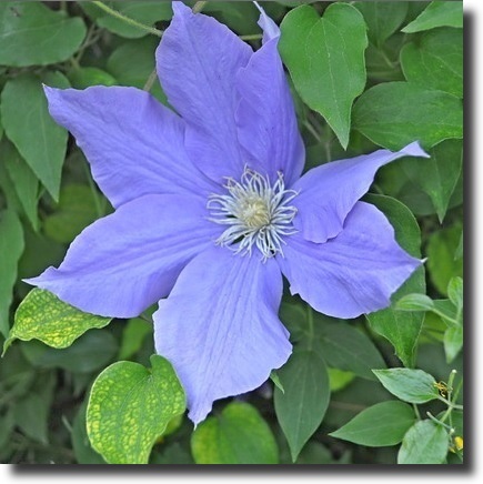Clematis