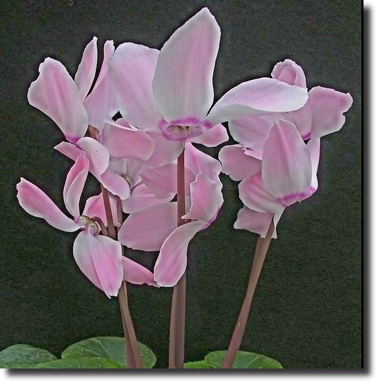 Cyclamen