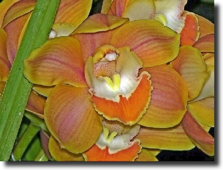 Cymbidium