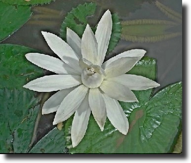 White lotus flower