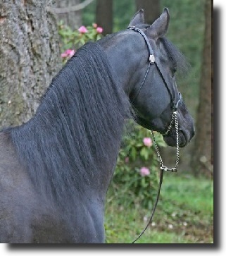 Black arabian horse