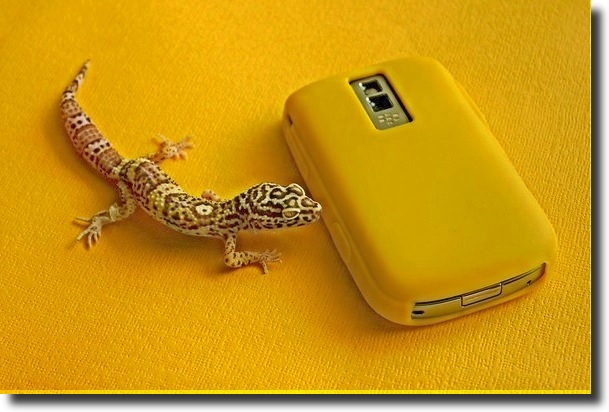 Gecko