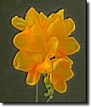 Yellow freesia