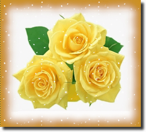 3 yellow rosa