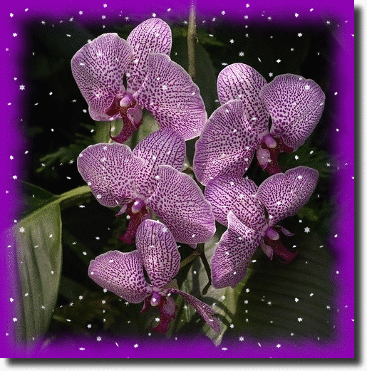 Purple orchid