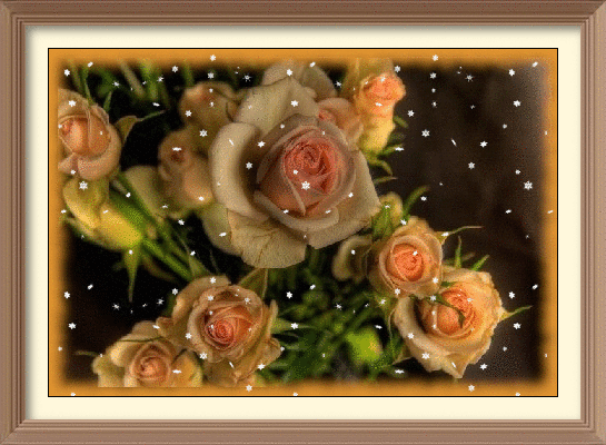 orange rosas
