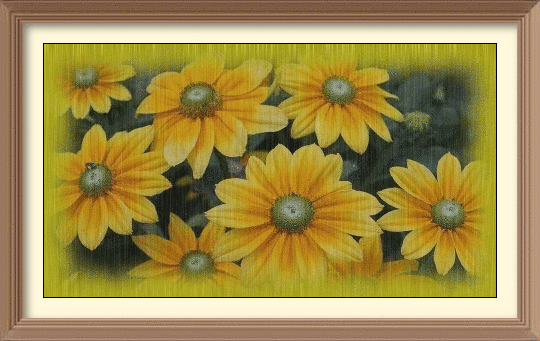 Rudbeckia in the rain