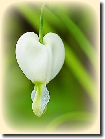 White dicentra