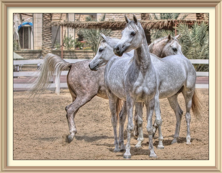 Arabian horses