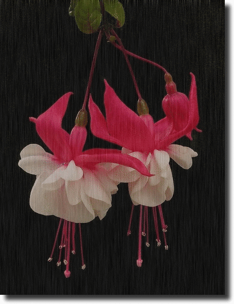 Fuchsia in the rain