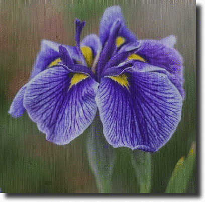 Iris in the rain