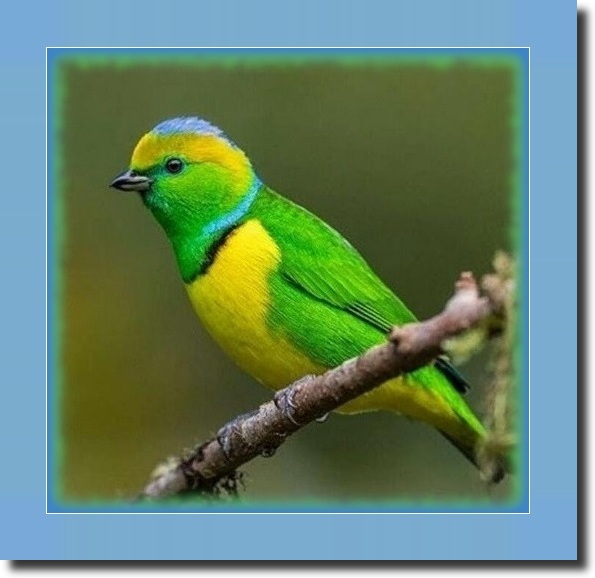 Multicolored bird