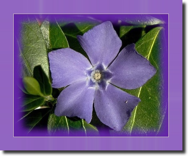 Purple flower