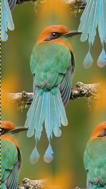 Motmot