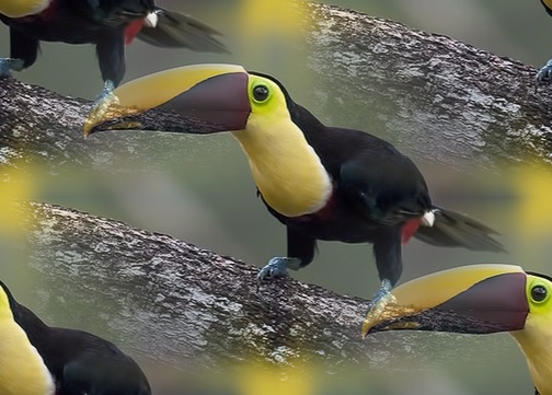 toucan