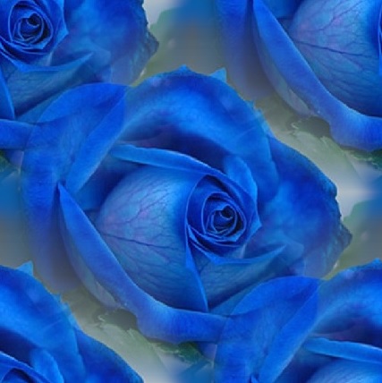 blue rosa
