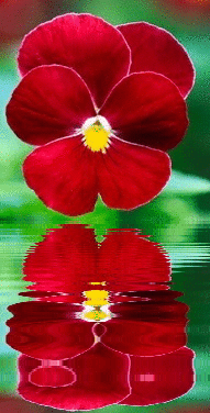 red pansy