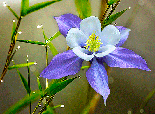 aquilegia