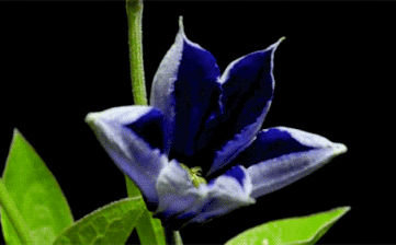 gentiana