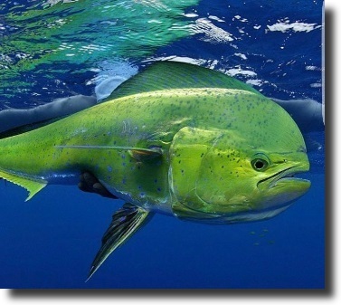 Aranymakrahal-Coryphaena hippurus