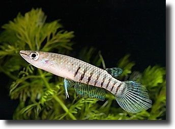 Kék csuka-Aplocheilus panchax